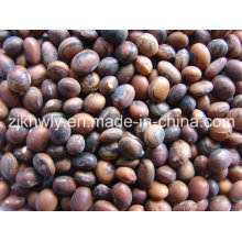 Soya Beans (brown)